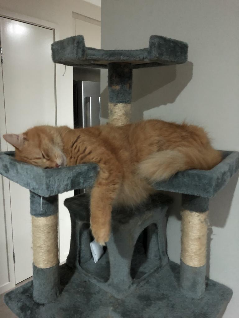 Sebastian - Cool CAT always sleeping in weird spots in weird positions Picture: Tamara