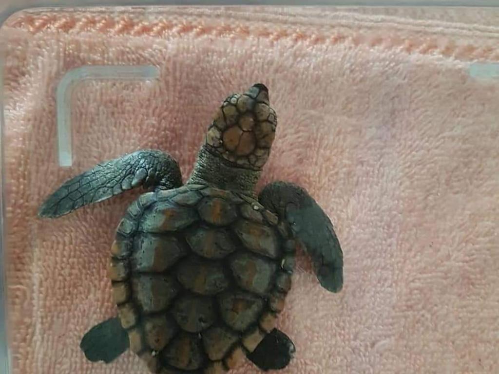 Australian Seabirds Rescue have asked anyone who finds a distressed sea animal along the NSW coast to contact them. Picture: Robert Olive via NCA NewsWire