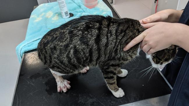 The cat is expected to make a full recovery. Picture: RSPCA Victoria