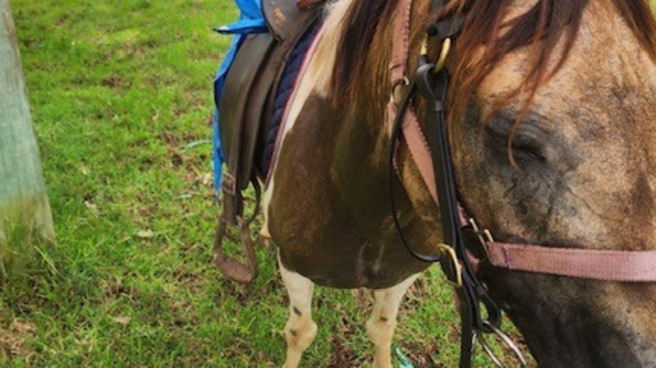 Gypsy under saddle after being rehomed as part of the Local Land Services North Coast project.