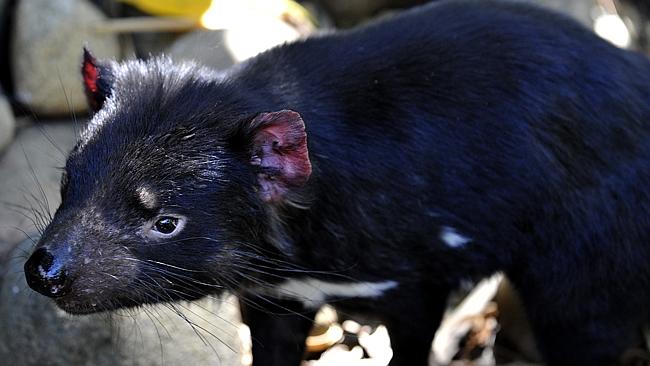 Tasmanian devil brothers arrive at Featherdale Wildlife Park | Daily  Telegraph