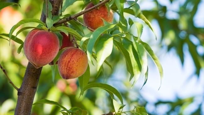 Colourful peach fruits growing on a peach tree in the garden.