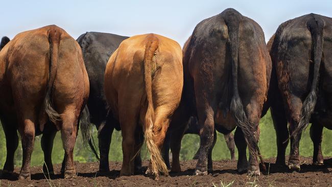 Farmers already monitor methane burps from cattle and sheep but there are fears a proposed mandatory climate disclosure regime could force them to report on much more. Picture: Supplied