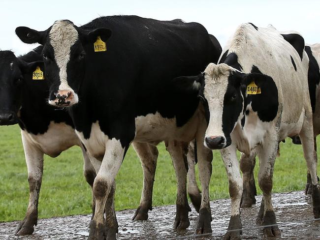 Union Dairy Company's showpiece farm at Grassmere. Cows coming in to the Dairy. generic farm, cowPicture: ANDY ROGERS