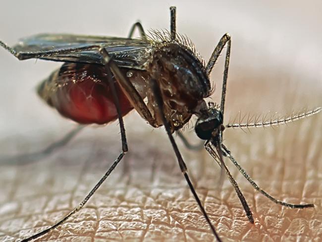 Mosquito’s are in party mode thanks to recent rain and humid conditions. Picture: iStock.