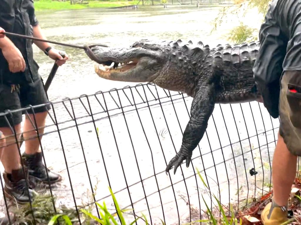 Head reptile keeper Jake Meney said the torrential rain made the relocation task that much more difficult and dangerous, with both the gator and the ground becoming ‘incredibly slippery’.