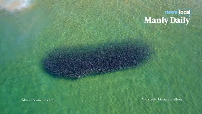 Drone footage of bait fish