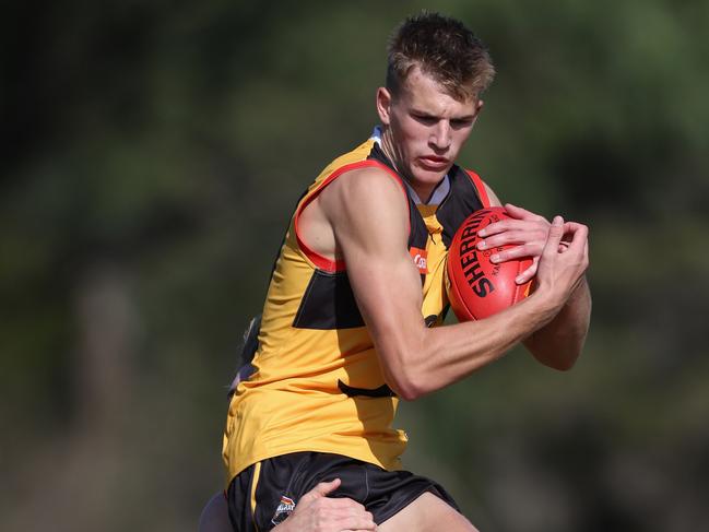 MELBOURNE, AUSTRALIA - MAY 05: Charlie Orchard of the Stingrays marks the ball during the 2024 Coates Talent League Boys Round 06 match between the Dandenong Stingrays and the Gold Coast Suns Academy at Belvedere Reserve on May 05, 2024 in Melbourne, Australia. (Photo by Rob Lawson/AFL Photos)