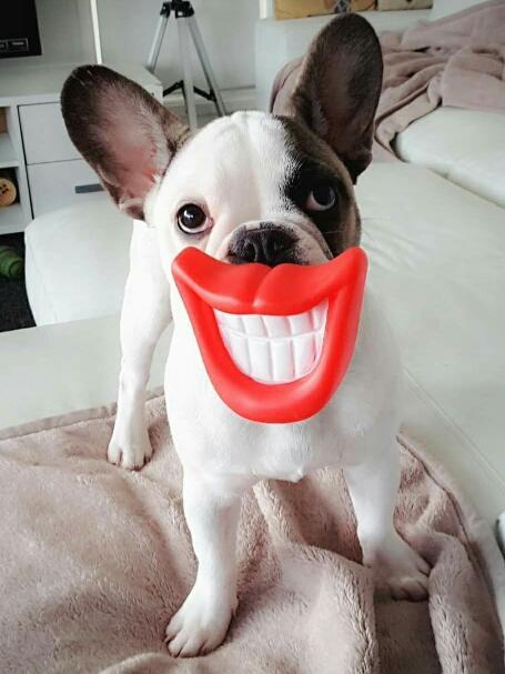 LADY: My what big teeth you have! Lady the eight-month-old French bulldog pup gives us her cheesiest grin.