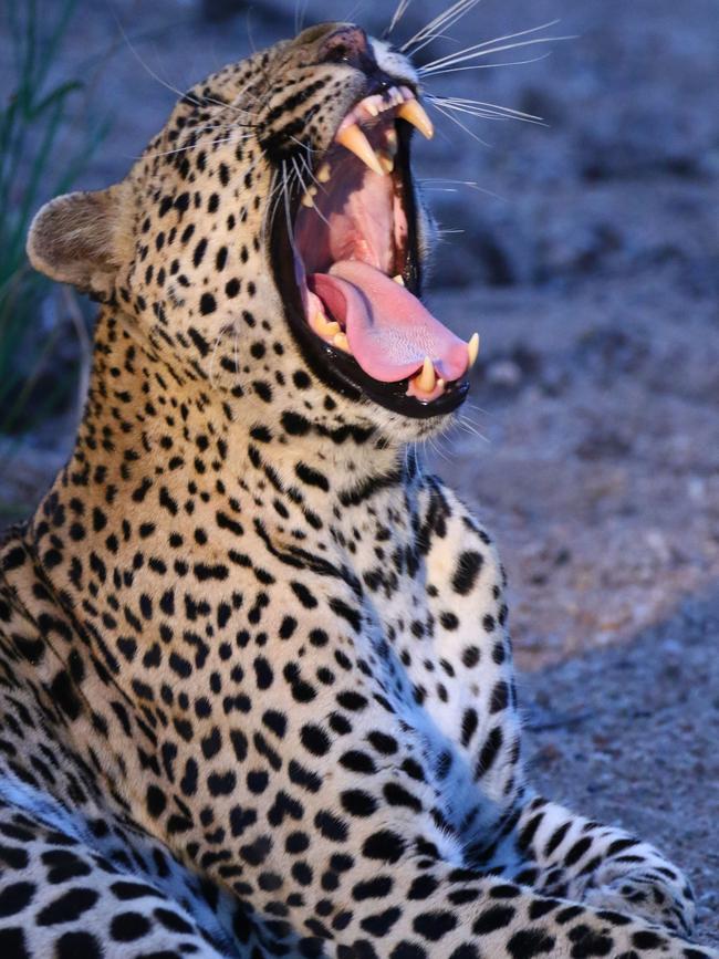 Leopard yawning. Steve Irwin’s 13-year-old son Robert demonstrates an exceptional talent behind the lens with a series of candid and close-up images of wildlife in their natural habitats. Picture: Robert Irwin