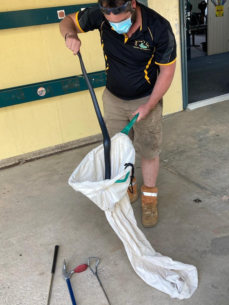 Thankfully a snake catcher was able to safely remove the snake. Picture: Hodgeons Snakes/Facebook