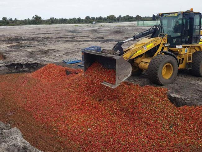 WA strawberries are being dumped. Picture: Jamie Michael