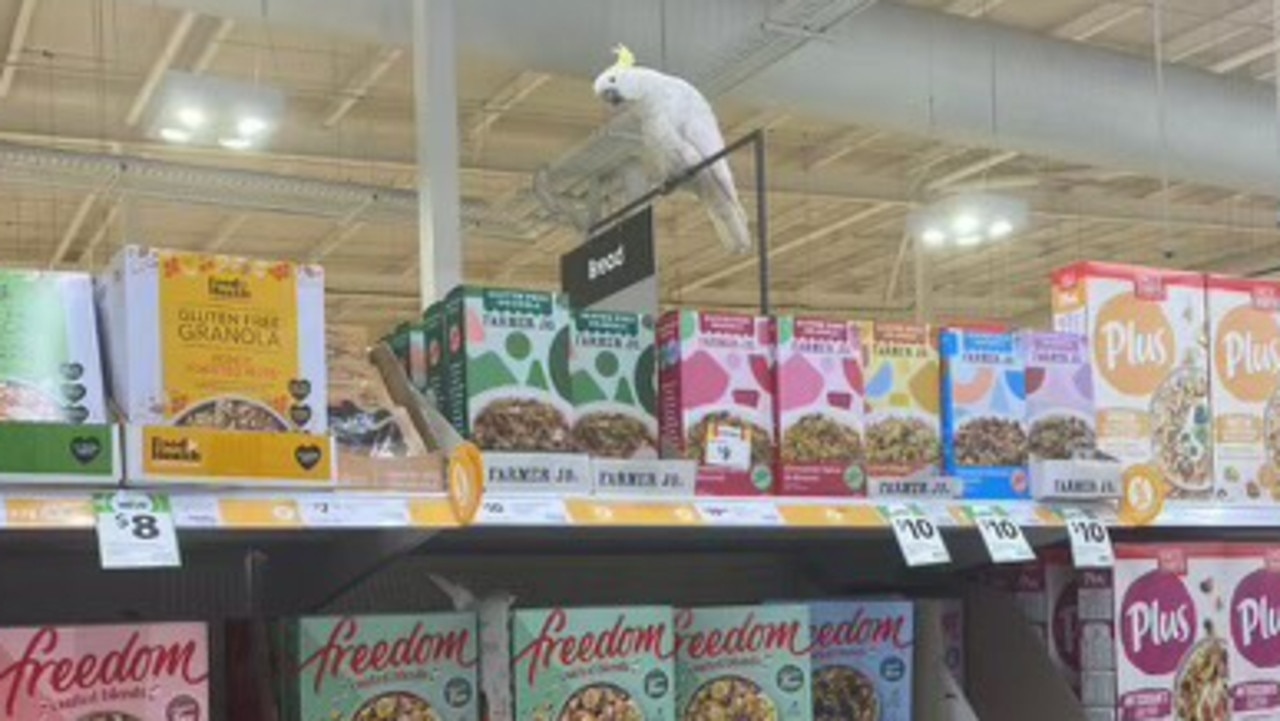 Mickey the cockatoo remains trapped. Picture: Supplied/2GB