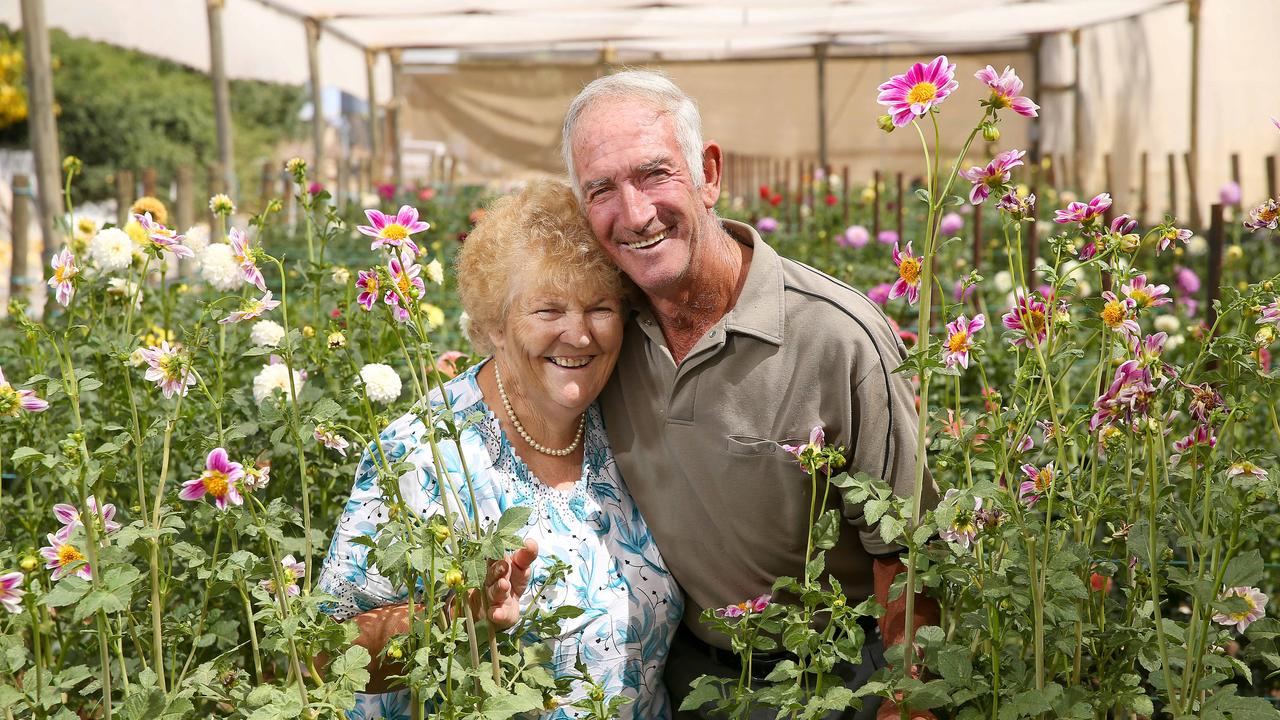 Shepparton’s Dahlia Club is part of Victoria’s blooming flower groups ...