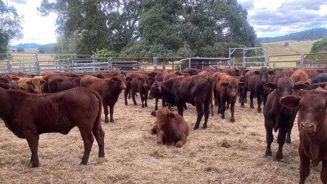 Greenmountain Beef at Kyogle, NSW, breeds Santa Gertrudis-Angus cattle to supply the company's own meat works.