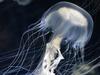 A sea nettle jellyfish. Picture: Sea Life