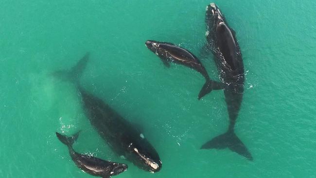 Two mother and calf pairs in Encounter Bay whale nursery Picture: Bob Prestwood (under research permit Y26866-1 EBRWS)