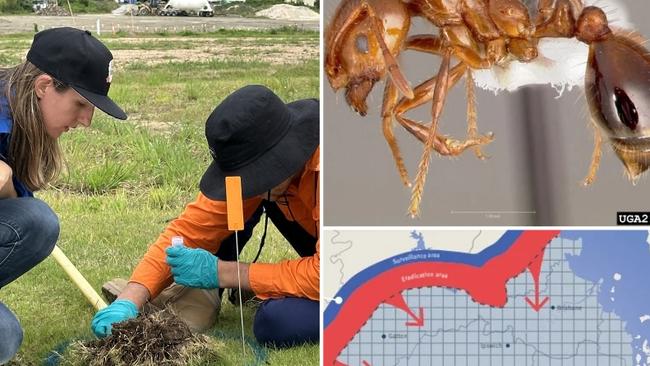 A new report shows the annual cost of fire ants across Gold Coast suburbs in terms of prevention and health measures has reached almost $15 million.