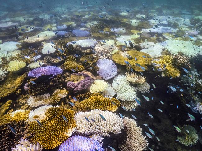 This underwater photo taken on April 5, 2024, shows fish swimming near bleached and dead coral around Lizard Island. Picture: AFP