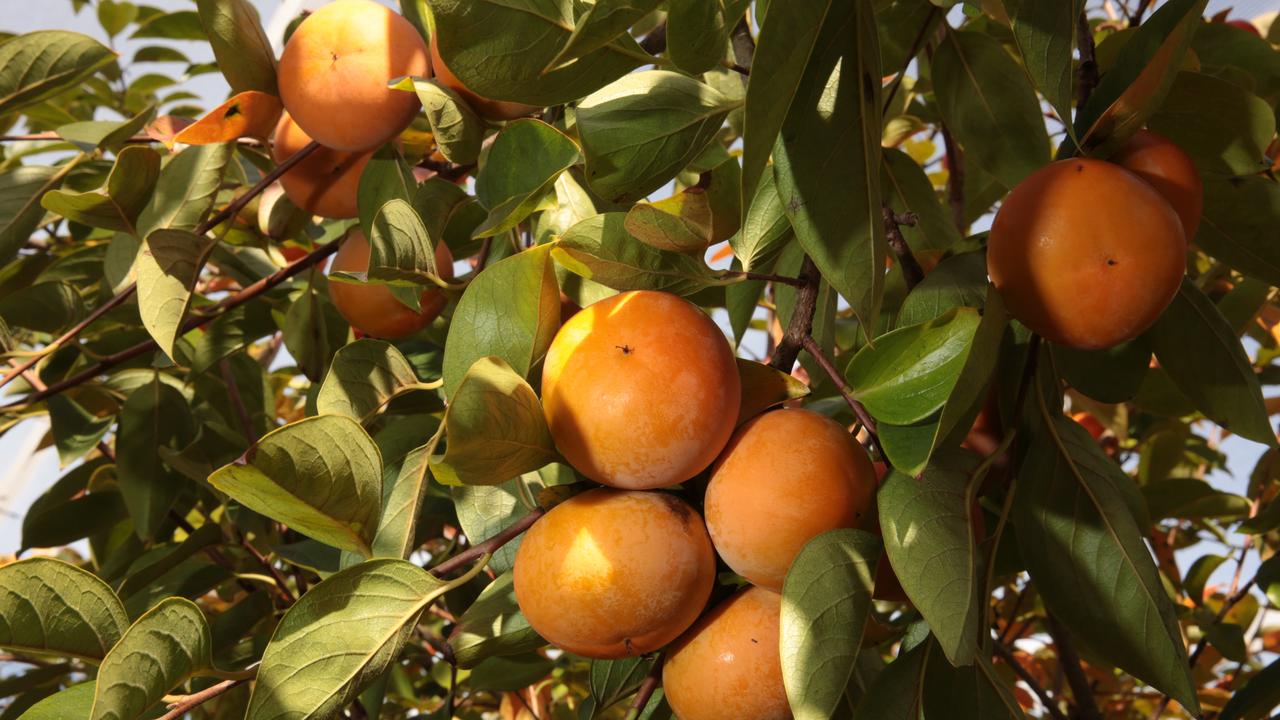 A lack of backpacker workers is creating pressure on fruit and vegetable prices. Picture: Robert Pozo