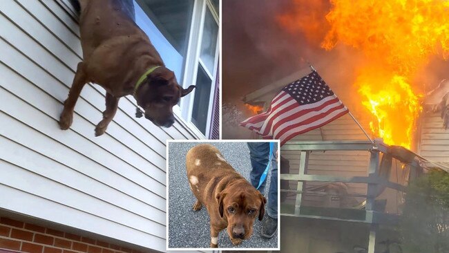 Hot dog! Charlie jumped from a two-storey house to escape a raging inferno in Fleetwood, Pennsylvania. Picture: Justin Steinmetz via Storyful