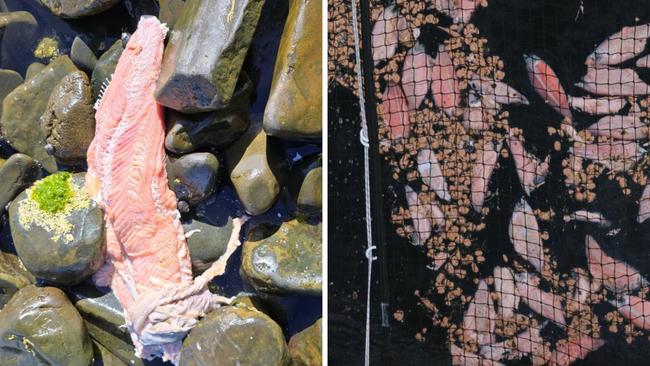 Disturbing photos have shown rotting salmon flesh and dead fish littering the sand of Tasmania’s pristine beaches in what environmental advocates have deemed a 'horror show'. Picture: Bob Brown Foundation