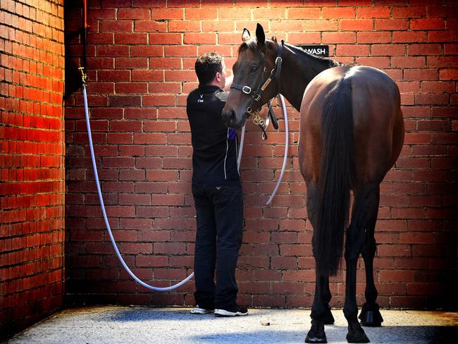 Winx gets a wash after her gallop at Moonee Valley. Picture: Nicole Garmston