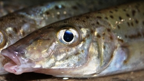 King George whiting