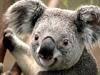 What does the Koala say? 