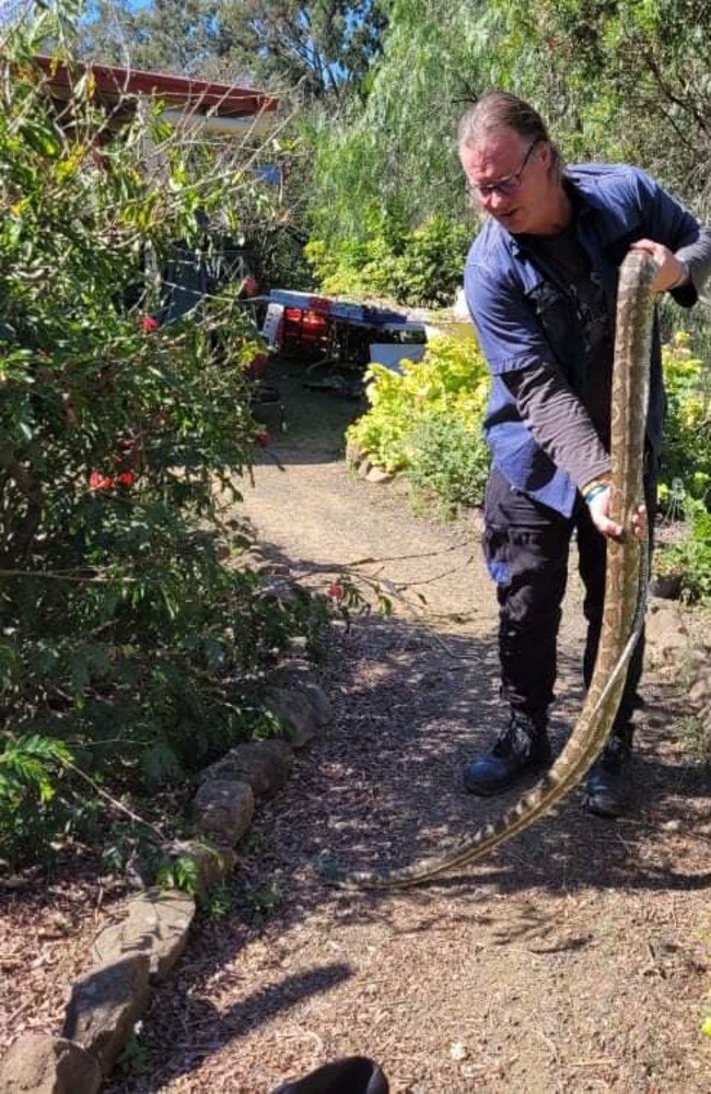 The 9 foot Coastal Carpet Python was also approximately 10kg heavy. Photo – OzCapture snake relocation.