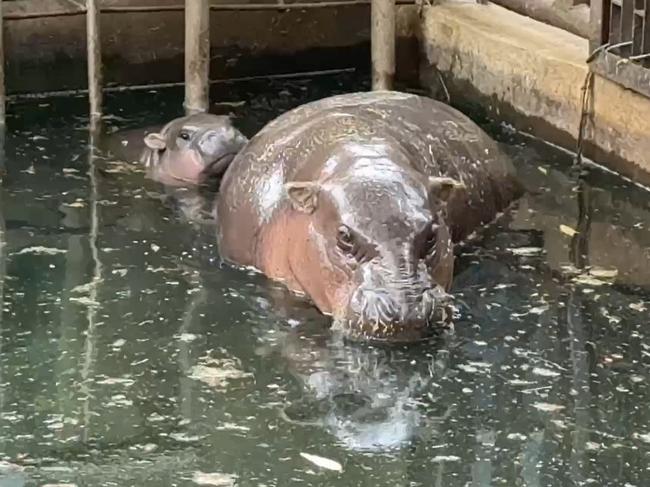 Moo Deng is a pygmy hippopotamus. Picture: TikTok/@duaraideekk