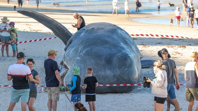 Whale artwork at Glenelg Beach has drawn in crowds of curious onlookers on Saturday morning, some of them even shedding tears with what appears to be a beached whale lying on the shore. Picture: Russell Millard Photography