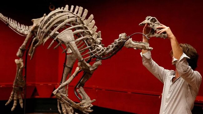 His skull is believed to be one of the most complete dinosaur specimens ever discovered. Picture: Drouot.