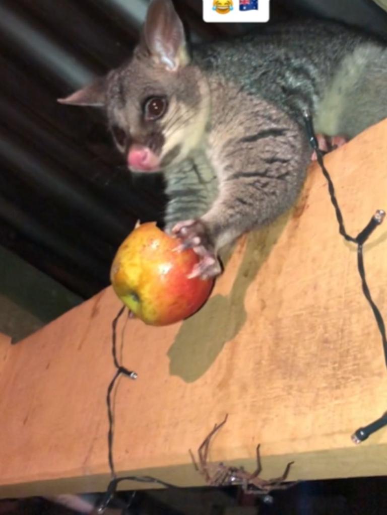 Bianca eventualyl left the possum (and spider) in peace. Picture: TikTok (biancajayne97)