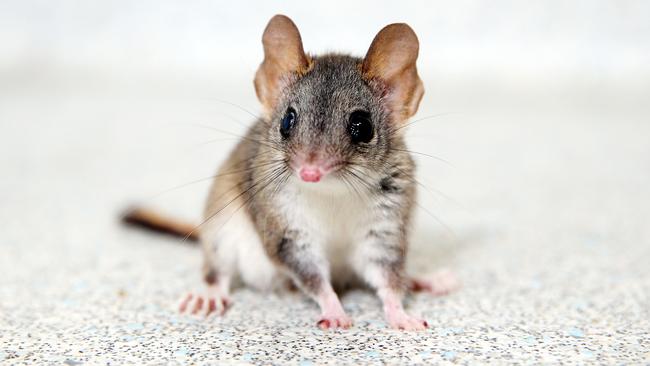 The red-tailed phascogales would be reintroduced.