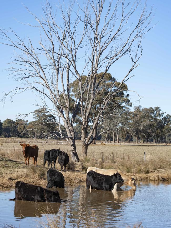 Cattle drinking in dam near Bendigo. Picture: Zoe Phillips