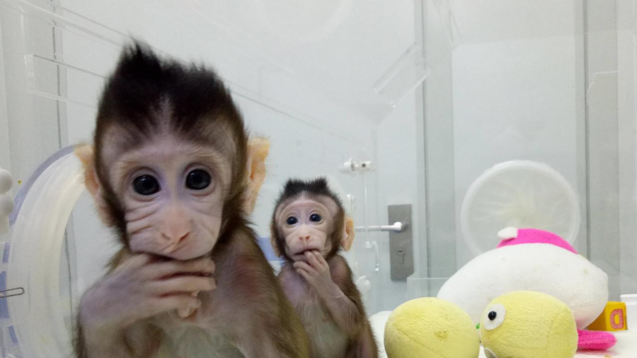 China announced in January that it successfully cloned the world's first macaques from somatic cells by the same method that made Dolly the cloned sheep. Picture: Chinese Academy of Sciences 