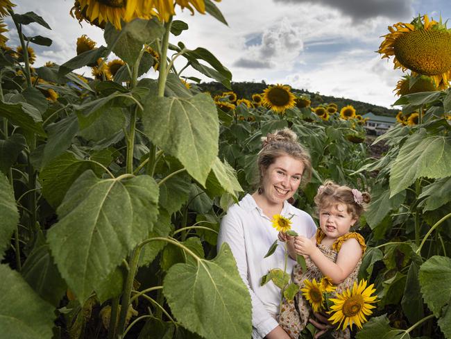 Grace Nickson and daughter Aria Nickson at Lilyvale Flower Farm picking sunflowers, Saturday, February 1, 2025. Picture: Kevin Farmer