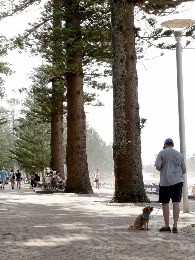 Rowe also planted the Norfolk Island pines on the beachfront