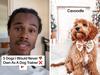 Dog trainer reveals 5 breeds he’d never own
