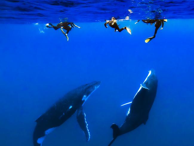 Snorkeling with the whales off Rurutu on Aranui 5 cruise in the Austral Islands.