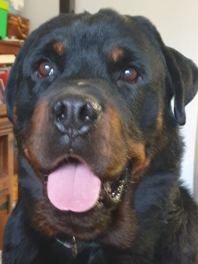 Tracy Kenyon's nine-year-old rottweiler Bobby was given a bowl of hot water by staff at a Cranbourne West cafe. Picture: Supplied