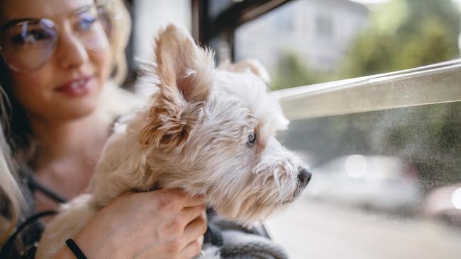 “By creating a calm and safe environment, you can help your dog feel secure and reduce anxiety.” Picture: iStock