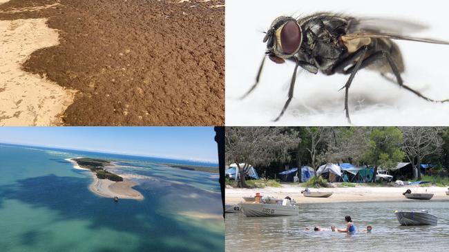 The family of a man who almost died after catching gastro while camping recently at Inskip Pt wants Qld Health and the DES to close the hugely popular campgrounds to the public until the disease is completely eradicated.