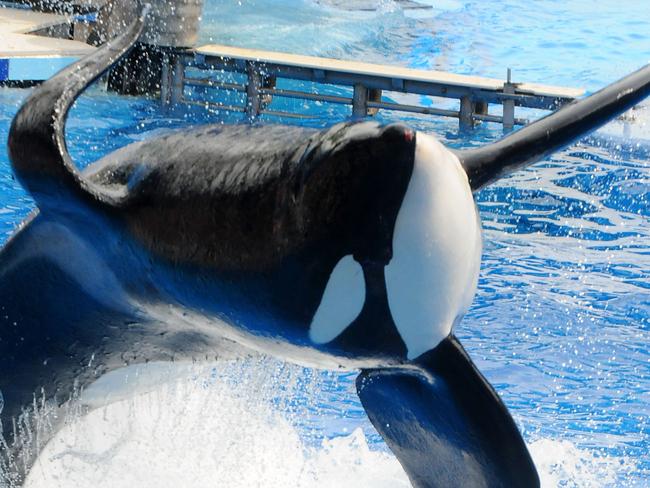 SeaWorld orca Kasatka dies after life in agony | news.com.au ...