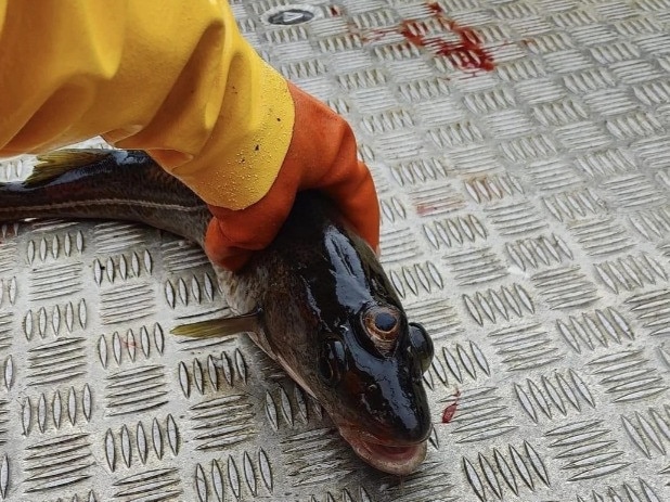 The fish caught off the coast of Greenland.