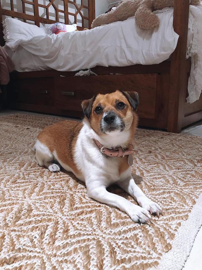 Dusti from Benowa. She is 4 years old and loves a belly scratch. We rescued Dusti 3 years ago and she is such a loving, happy and active Jack Russell cross. Dusti is the cutest dog on the GC because of not only her adorable looks, but her bubbly, loving personality.