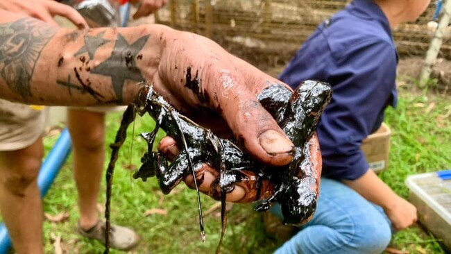 A reptile pictured covered in a tar-like substance at the scene of a spill at Halfway Creek in Yatala. Picture: Facebook/ Tiarnah Kingaby