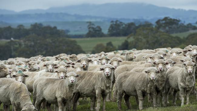 The national sheep flock hit its lowest level since 1904.