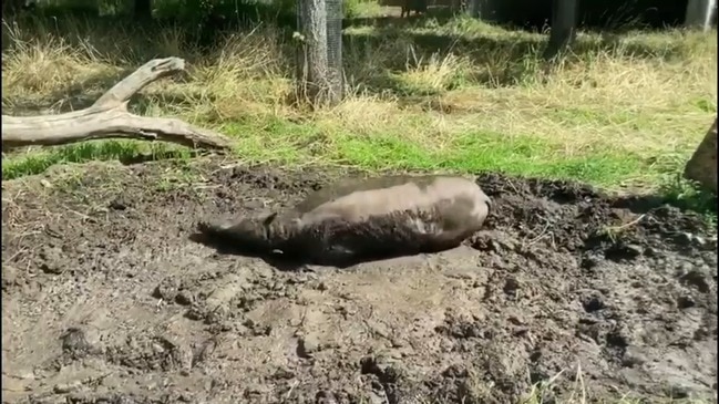 'Demon pigs' roll around in mud as they make London Zoo debut